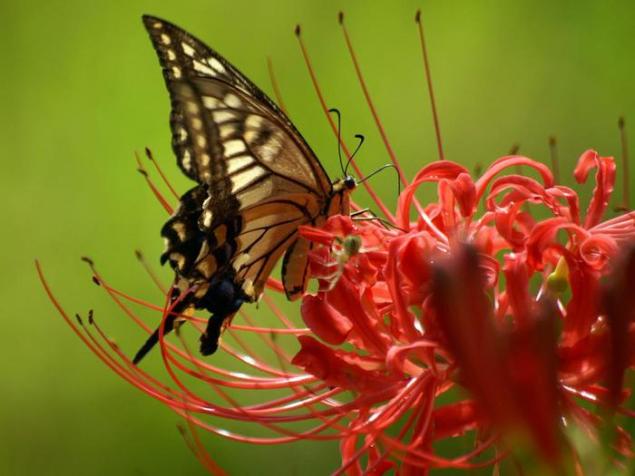 Бабочки — цветы, которые сорвал ветер, фото № 36