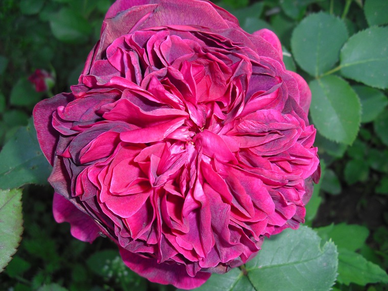 Необыкновенные розы Дэвида Остина, фото № 5