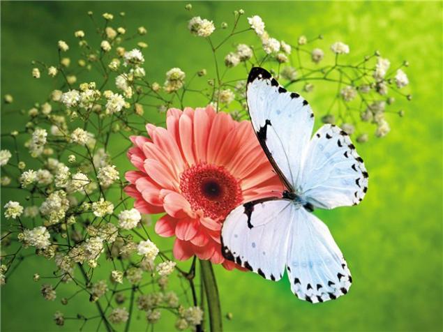 Бабочки — цветы, которые сорвал ветер, фото № 21