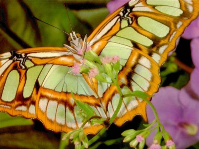 Бабочки — цветы, которые сорвал ветер, фото № 23