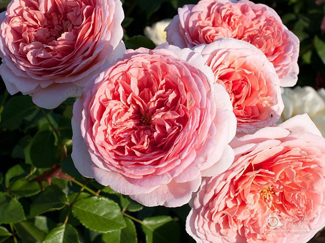 Необыкновенные розы Дэвида Остина, фото № 1