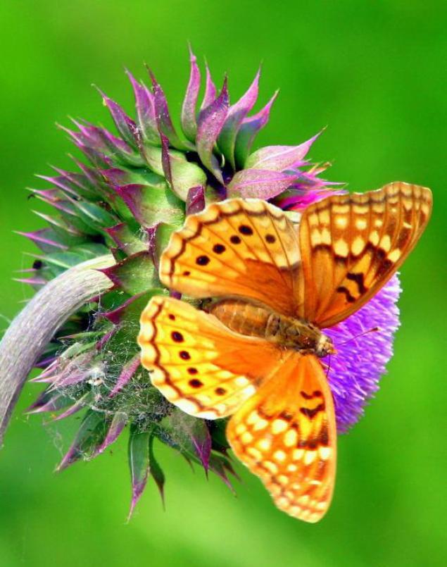 Бабочки — цветы, которые сорвал ветер, фото № 6