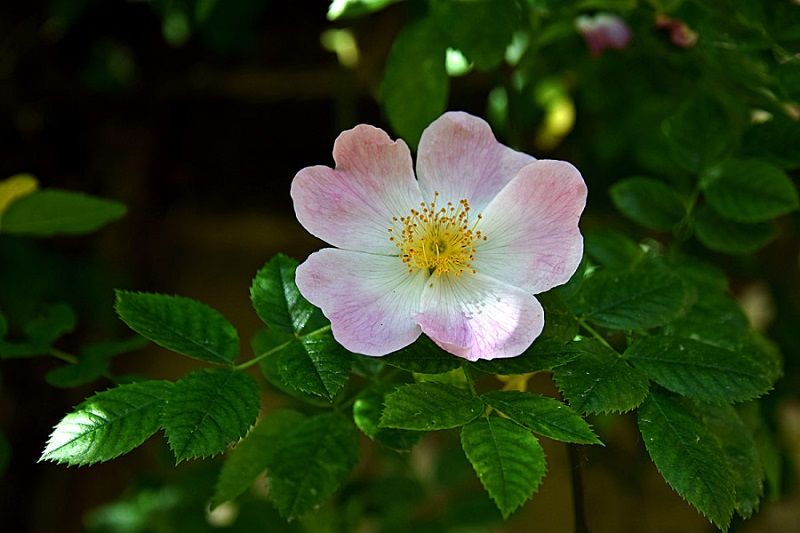 Хильдесхаймская Роза- самая старая из живых роз, фото № 4