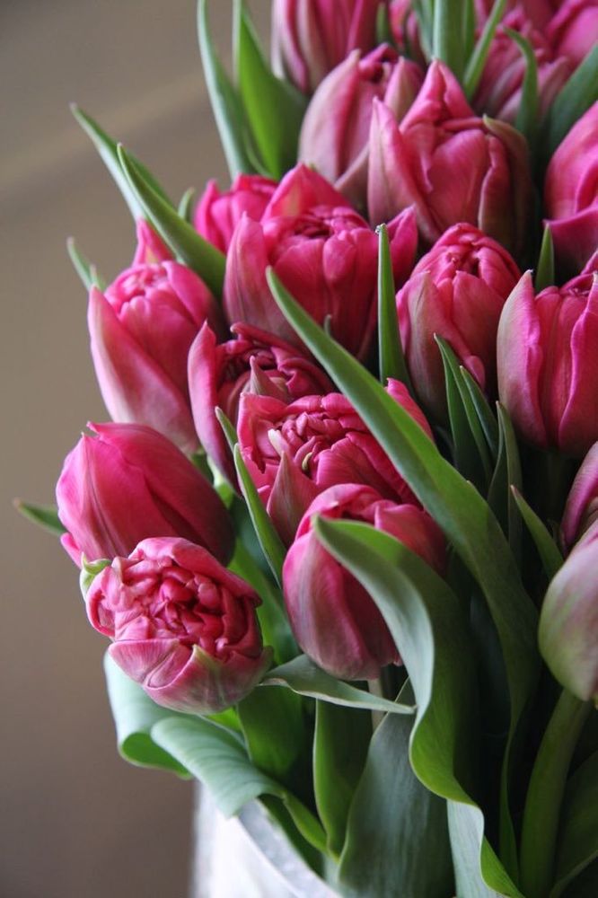 Такие разные тюльпаны. История весеннего цветка, фото № 66