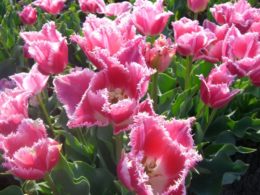Такие разные тюльпаны. История весеннего цветка, фото № 62