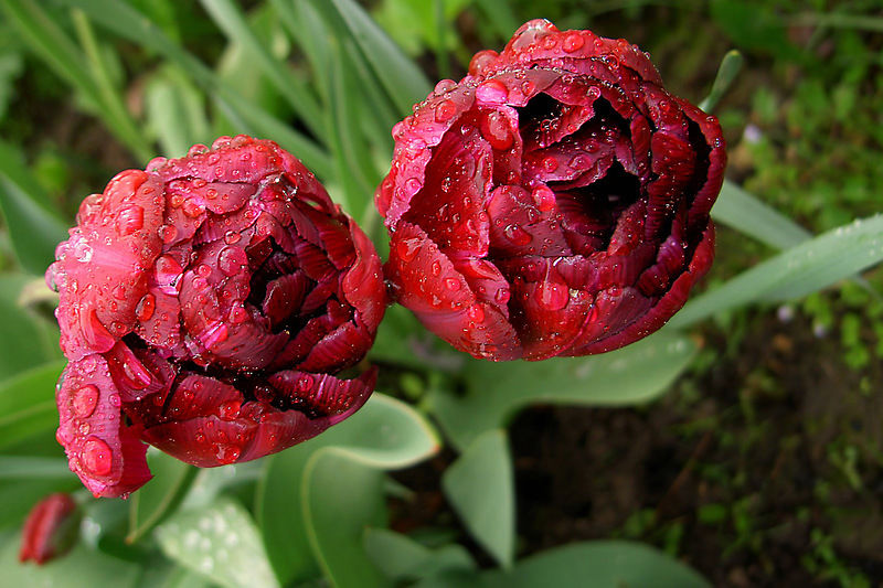 Такие разные тюльпаны. История весеннего цветка, фото № 65