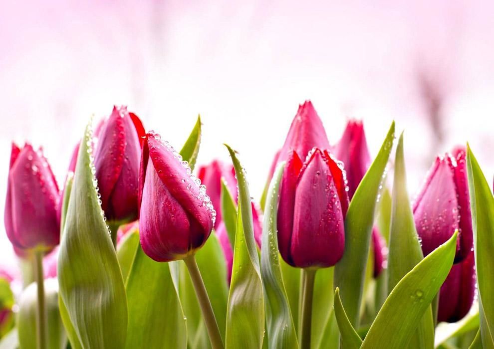 Такие разные тюльпаны. История весеннего цветка, фото № 50