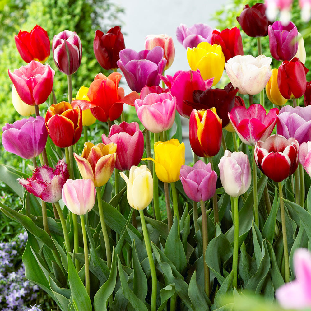 Такие разные тюльпаны. История весеннего цветка, фото № 70