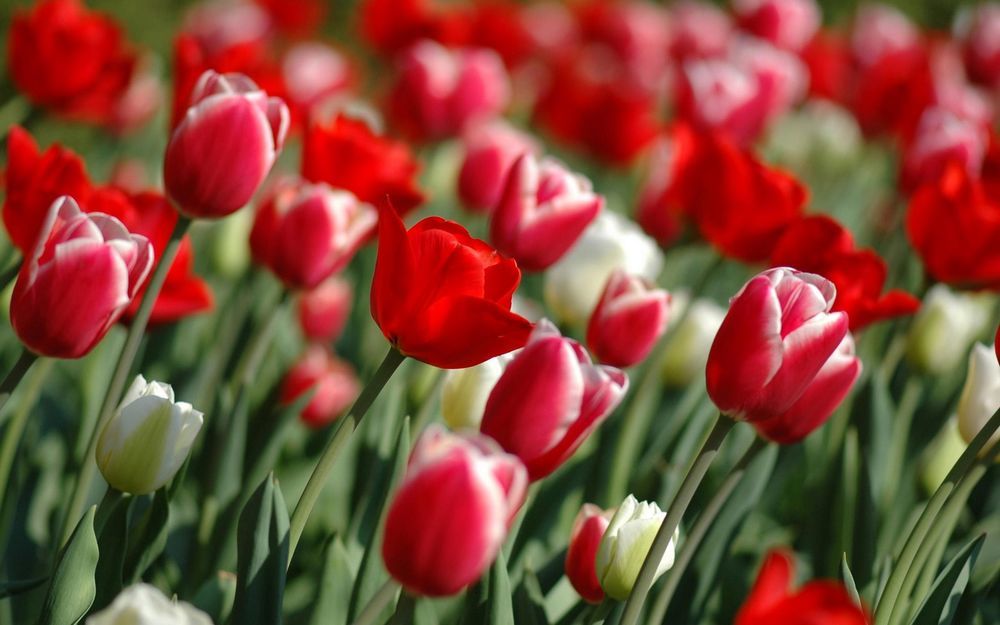Такие разные тюльпаны. История весеннего цветка, фото № 43