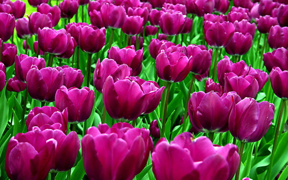 Такие разные тюльпаны. История весеннего цветка, фото № 48