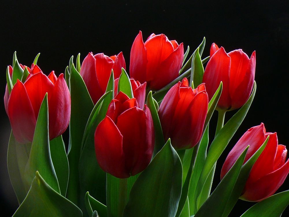 Такие разные тюльпаны. История весеннего цветка, фото № 44