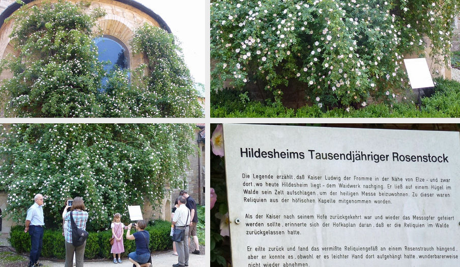 Хильдесхаймская Роза- самая старая из живых роз, фото № 2