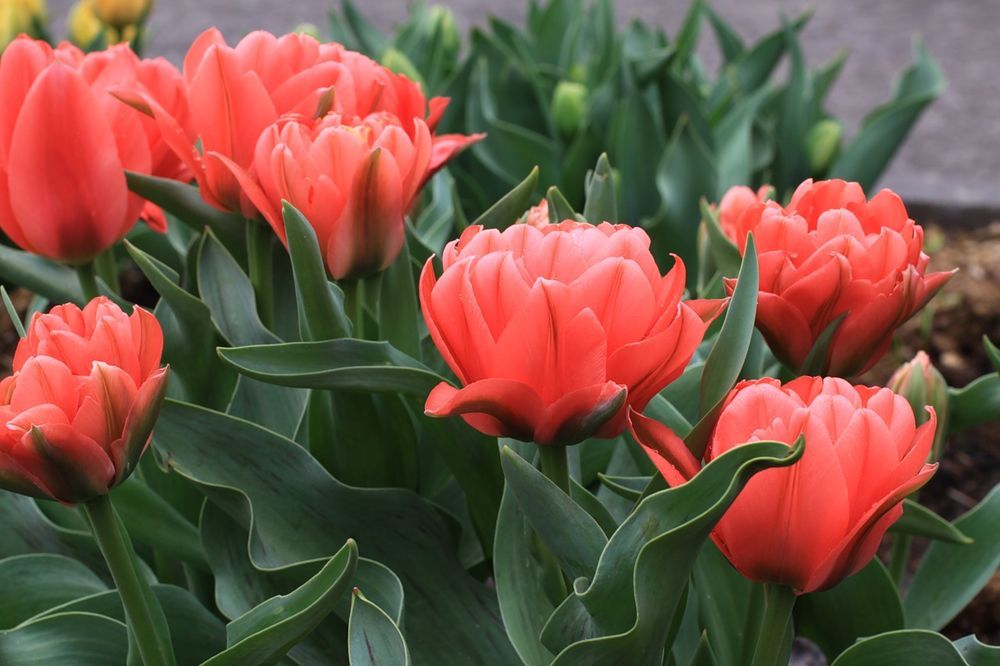 Такие разные тюльпаны. История весеннего цветка, фото № 57