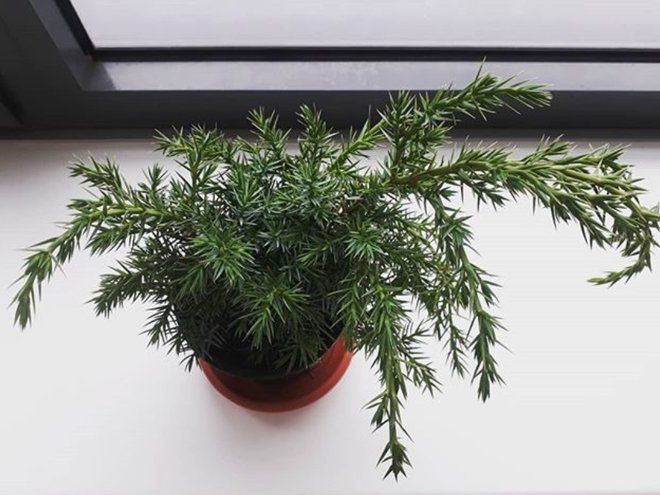 Можжевельник, Juniperus chiensis