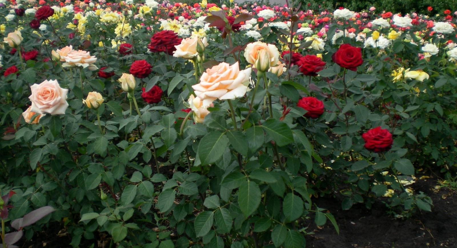 Продажа саженцев роз. Клумба с чайно гибридными розами.
