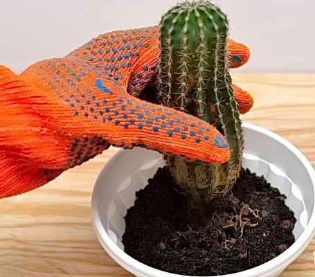 полив кактусов после пересадки