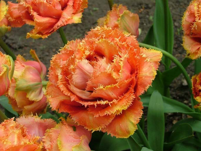 Опытные цветоводы на территории Сибири рекомендуют сажать махровый сорт ранних тюльпанов «Бонанза»