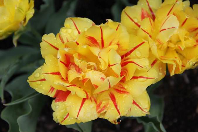 К категории раннерастущих тюльпанов, посадка которых производится осенью, относится сорт «Дабл»