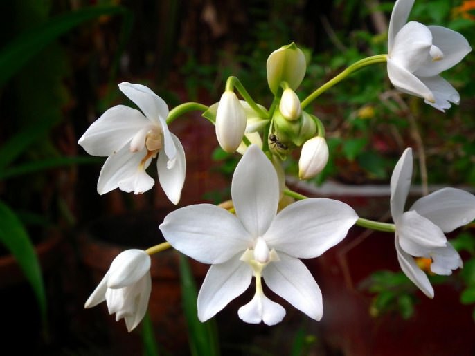 Как правило, в чистом виде орхидея встречается крайне редко