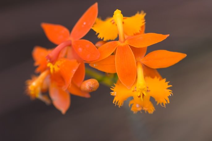 Орхидея: разновидности и символическое значение