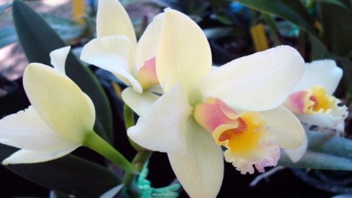 Особенности выращивания белой орхидеи