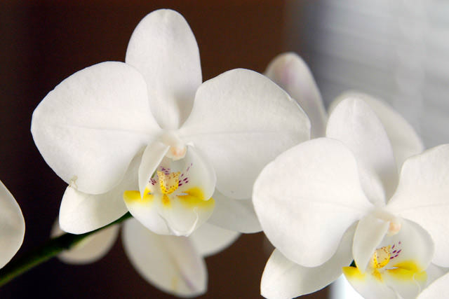 Наиболее часто выращиваются в домашних условиях белые орхидеи вида «Фаленопсис»