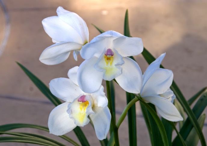 Особенности выращивания белой орхидеи