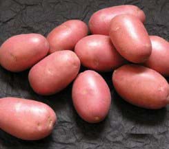 «Лаура» относится к самым популярным сортам краснокожурного картофеля