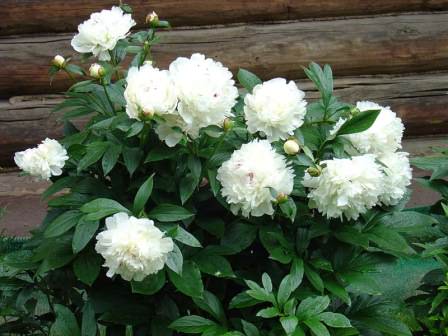 Белые пионы — прекрасные растения для вашего сада
