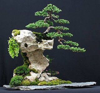 Бонсай – выращивание точной копии дерева, но только в миниатюре