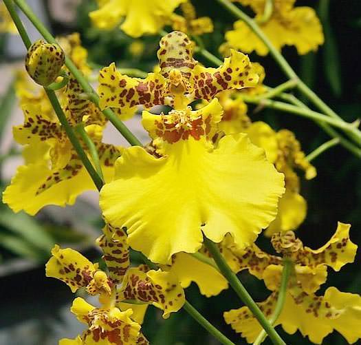 Орхидея: разновидности и символическое значение