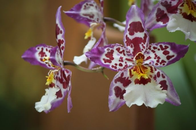 На языке цветов комнатные орхидеи обозначают любовь, нежность и утончённость