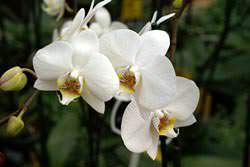 Белая орхидея является символом умиротворения