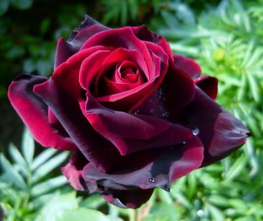 Хорошо известная многим любителям экзотики роза Черный принц
