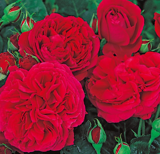 Английские розы Остина – царственные бутоны в облаке аромата