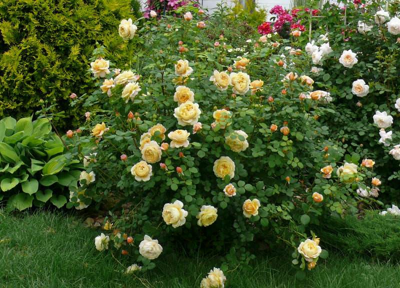 Английские розы Остина – царственные бутоны в облаке аромата
