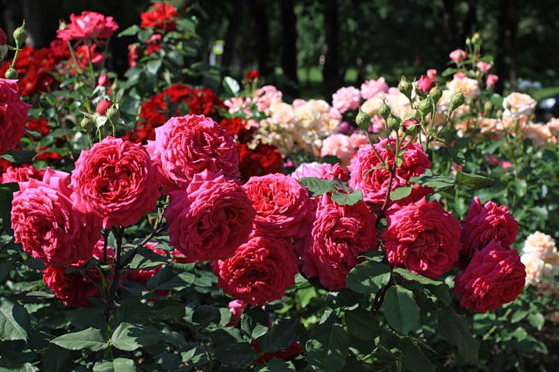 Чайные розы – теплолюбивая культура