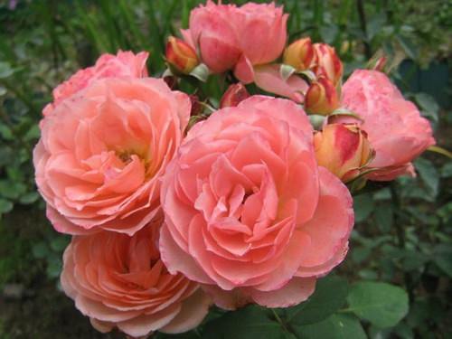 Чайно-гибридные розы – одна из самых красивых и ароматных групп роз