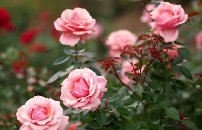 Период цветения чайных роз приходится на конец июня и продолжается до самых морозов