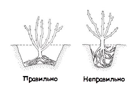 Глубина посадки должна быть такой, чтобы корневая шейка находилась чуть ниже уровня почвы