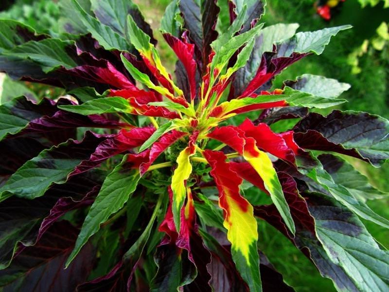 Амарант трехцветный (Amaranthus tricolor)