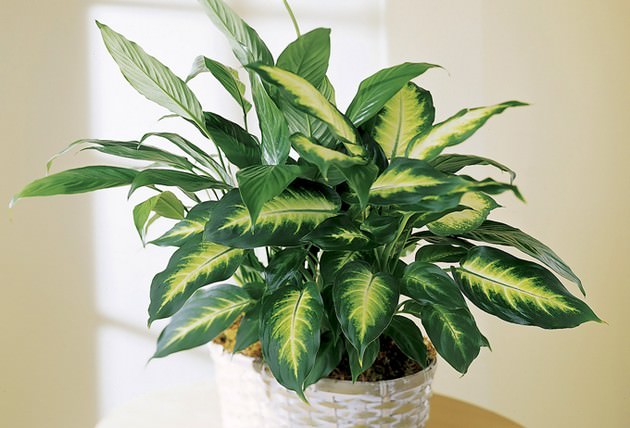 Диффенбахия - это популярное комнатное растение которое отличается быстрым ростом и ярко-зелеными листьями