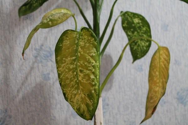 Антрактоз - при грибковом заболевании стебли и листья поражаются мелкими оранжевыми пятнами, которые со временем сливаются в одно большое повреждение, приводящее к полному засыханию листа