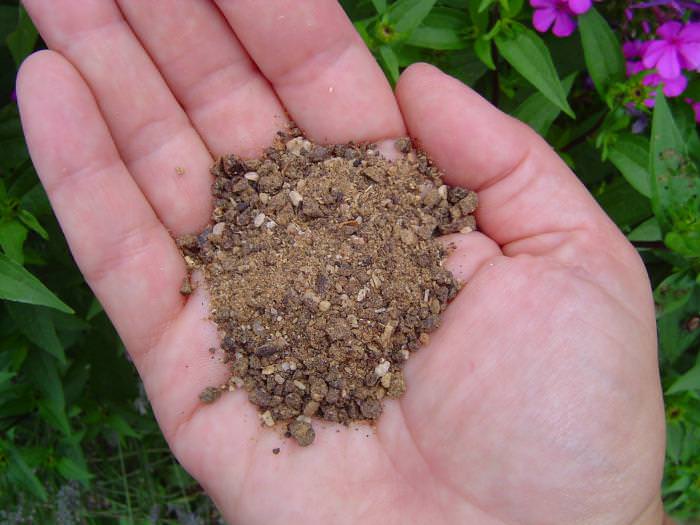 Для осенней подкормки жимолости используются калийные и фосфорные удобрения