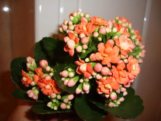Махрово-цветковый сорт Ваrdоt отличается длительным цветением и соцветиями яркого апельсиново-оранжевого цвета