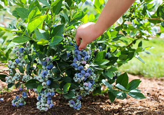 Голубика садовая – ягода, нуждающаяся в правильном уходе