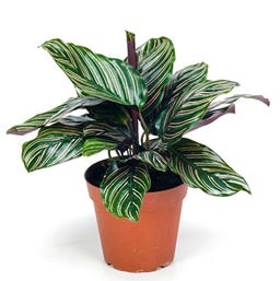 Калатея — комнатное растение из семейства Марантовых