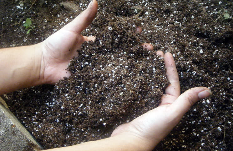Когда уже выбрано место, где будут посажены гиацинты, следует позаботиться об удобрении почвы