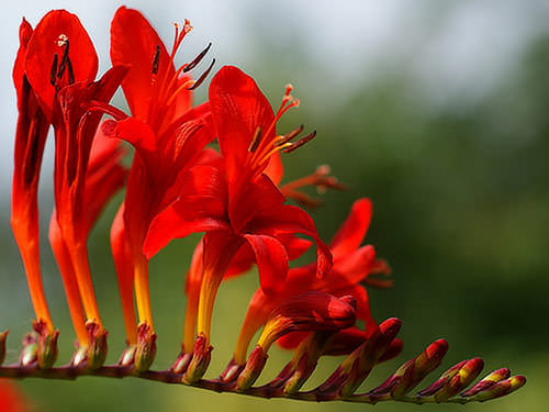 Китайские гладиолусы имеют поразительные цветы