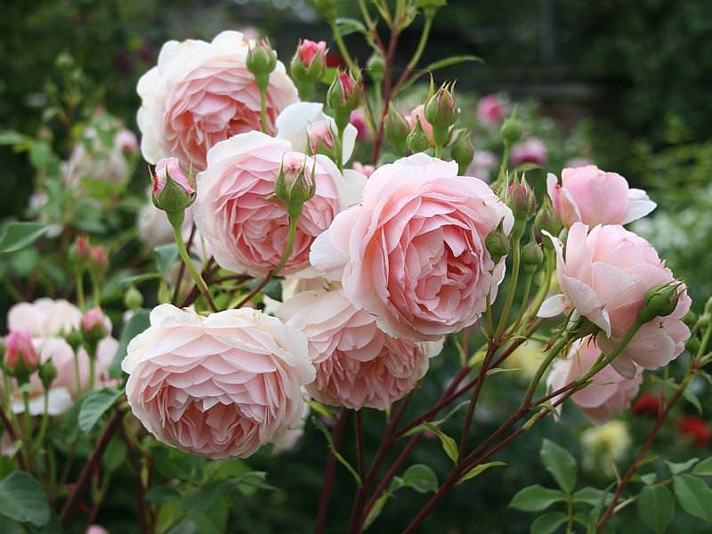 Пионовидные розы очень редко повреждаются вредителями и обладают высокой болезнеустойчивостью